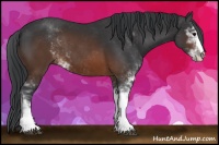 Horse Color:Brown Sabino 