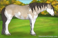 Horse Color:Buckskin Roan Splash 