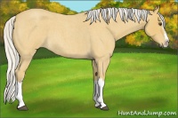 Horse Color:Silver Buckskin Roan Splash 