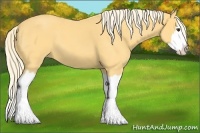Horse Color:Palomino Roan Splash 