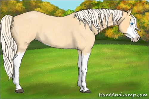 Horse Color: Palomino Roan Splash 