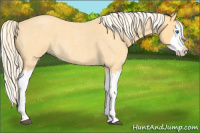 Horse Color:Palomino Roan Splash 