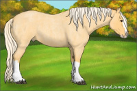 Horse Color:Palomino Roan Splash 