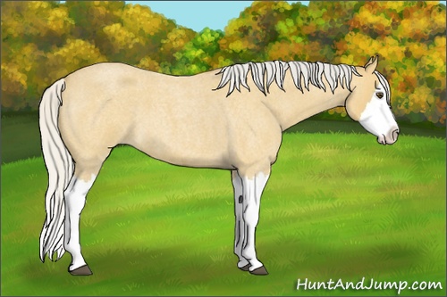 Horse Color: Silver Buckskin Roan Splash 