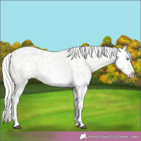 Horse Color:White Spotted Silver Buckskin Roan Splash Appaloosa 