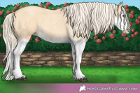 Horse Color:Palomino Roan Splash 