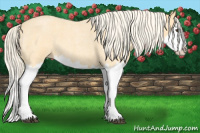 Horse Color:Palomino Roan Splash 