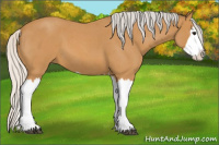 Horse Color:Silver Buckskin Roan Splash