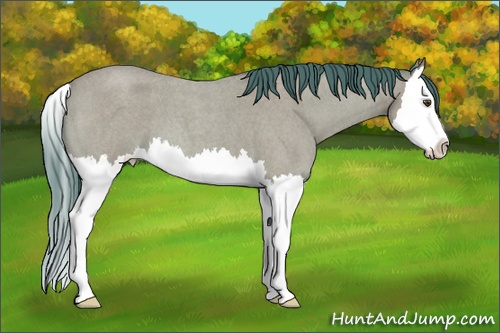 Horse Color: Watercolor Buckskin Roan Splash 