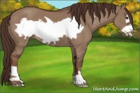 Horse Color:Liver Red Dun Frame 