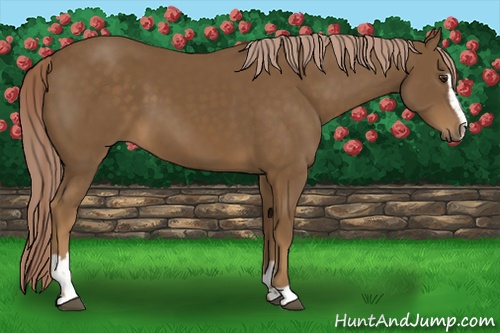 Horse Color: Chocolate Palomino Sabino 