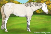 Horse Color:Buckskin Roan Splash Blanket Rabicano 