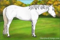 Horse Color:Buckskin Roan Splash Tobiano Appaloosa 