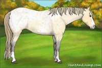 Horse Color:Buckskin Roan Splash Blanket Rabicano 