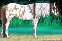 Horse Color:Bay Dun Tobiano Appaloosa