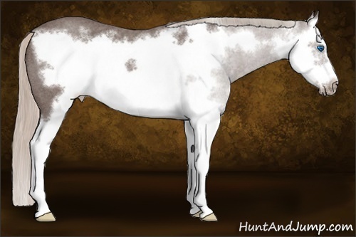 Horse Color: Silver Blue Roan Sabino Splash Frame 