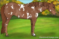 Horse Color:White Spotted Chestnut Rabicano 