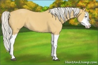 Horse Color:Silver Buckskin Roan Splash 