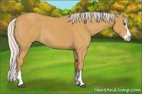 Horse Color:Silver Buckskin Roan Splash 