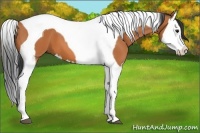 Horse Color:Bay Splash Tobiano 