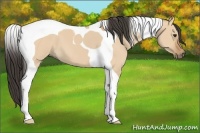 Horse Color:Bay Dun Tobiano 