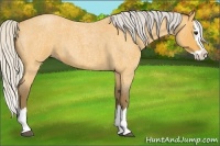 Horse Color:Silver Buckskin Roan Splash 