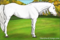 Horse Color:Silver Buckskin Roan Splash Blanket 