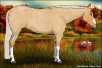 Horse Color:Silver Buckskin Roan Splash 