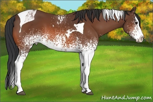 Horse Color: White Spotted Bay Splash Tobiano 