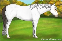 Horse Color:White Spotted Buckskin Dun Splash Frame 