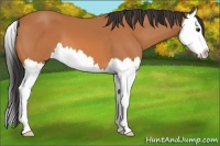 Horse Color:Bay Splash 
