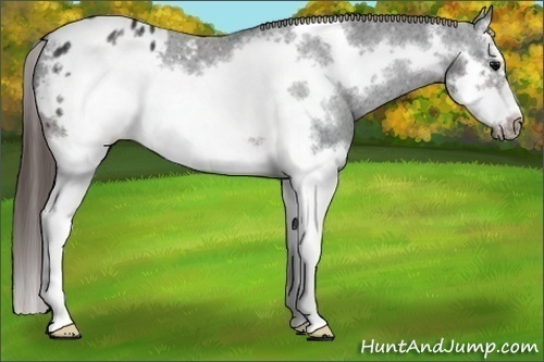 Horse Color: Brown Splash Frame Blanket 