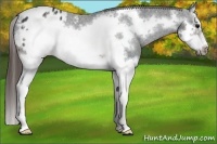 Horse Color:Brown Splash Frame Appaloosa
