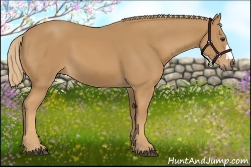 Horse Color: Chestnut 
