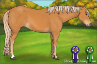 Horse Color:Palomino 