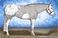 Horse Color:Smoky Black Splash Appaloosa Rabicano