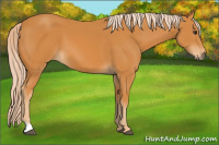 Horse Color:Palomino 