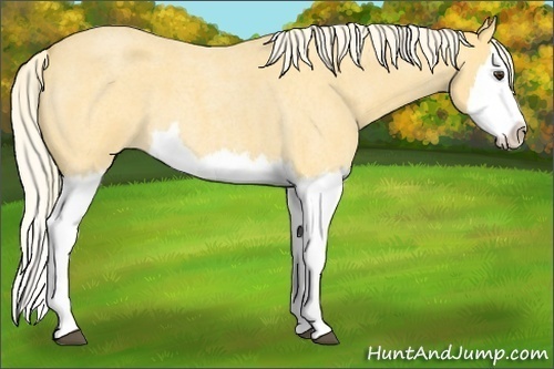Horse Color: Palomino Roan Splash 