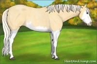Horse Color:Palomino Roan Splash