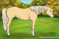 Horse Color:Palomino Splash 