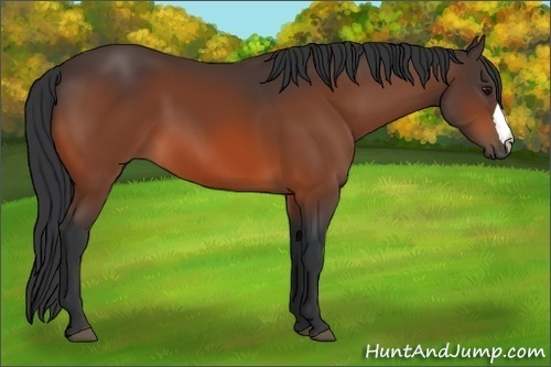 Horse Color: Bay 