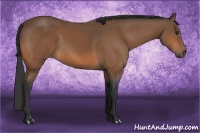 Horse Color:Bay Sabino 