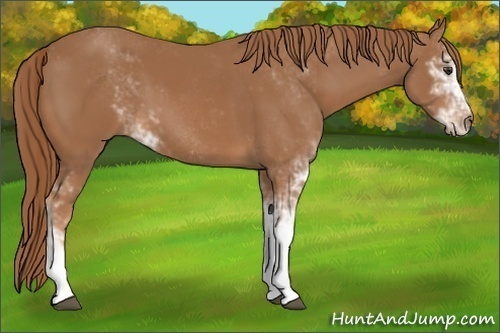 Horse Color: Chestnut Sabino 