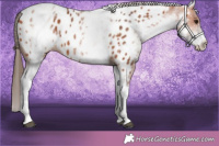 Horse Color:White Spotted Bay Appaloosa 