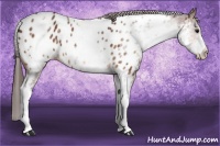 Horse Color:White Spotted Bay Appaloosa 