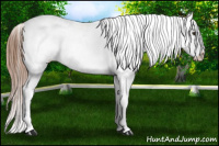 Horse Color:Chestnut Appaloosa 