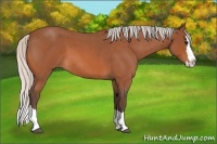 Horse Color:Silver Bay Roan Splash 