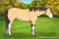 Horse Color:Buckskin Splash 
