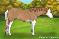 Horse Color:Chestnut Splash 