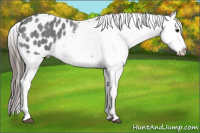 Horse Color:Blue Roan Appaloosa 